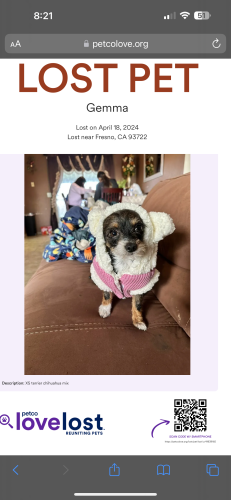 Lost Female Dog last seen Rosendo Ave, Fresno, CA 93722