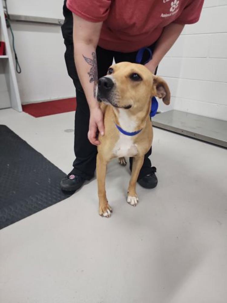 Shelter Stray Female Dog last seen Whitesburg, GA , Carrollton, GA 30117