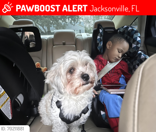 Lost Female Dog last seen antlers apmts southside blvd, Jacksonville, FL 32256