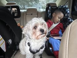 Lost Female Dog last seen antlers apmts southside blvd, Jacksonville, FL 32256