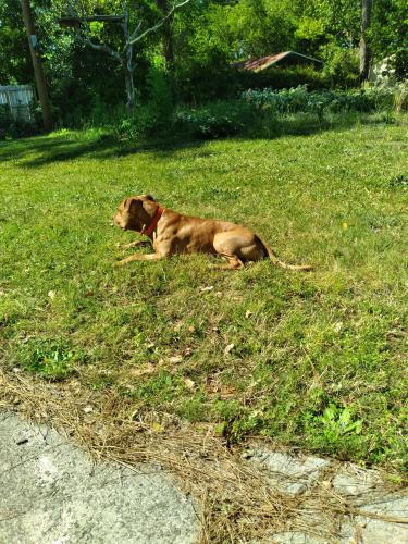 Lost Male Dog last seen Kissingbower, Augusta, GA 30904