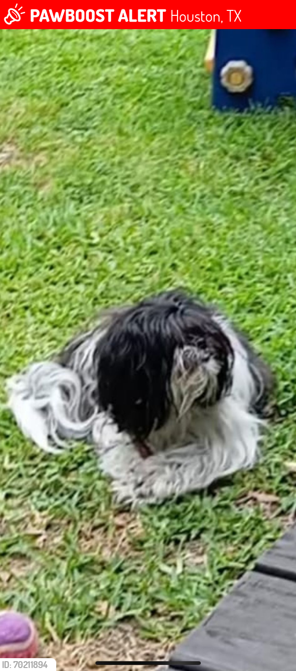 Lost Female Dog last seen Garden oaks, Houston, TX 77018