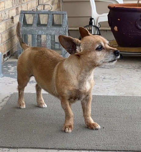 Lost Female Dog last seen Crown Blvd. and Albrook Dr., Denver, CO 80239
