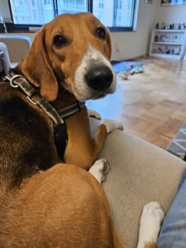 Lost Male Dog last seen in park land by Trolley Car Museum, Silver Spring, MD 20905