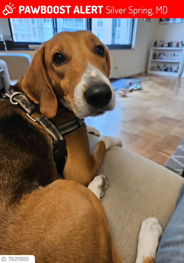 Lost Male Dog last seen in park land by Trolley Car Museum, Silver Spring, MD 20905