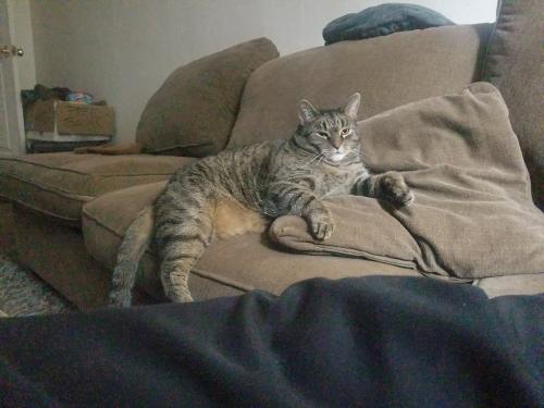 Lost Male Cat last seen Plymouth ave between york st and Connecticut st, Buffalo, NY 14213