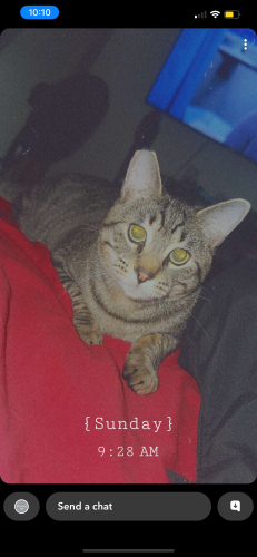 Lost Male Cat last seen 92nd & Flavel, Portland, OR 97266