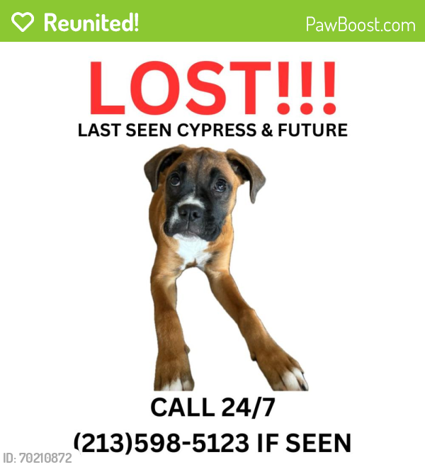 Reunited Female Dog last seen Cypress & Future, Los Angeles, CA 90065