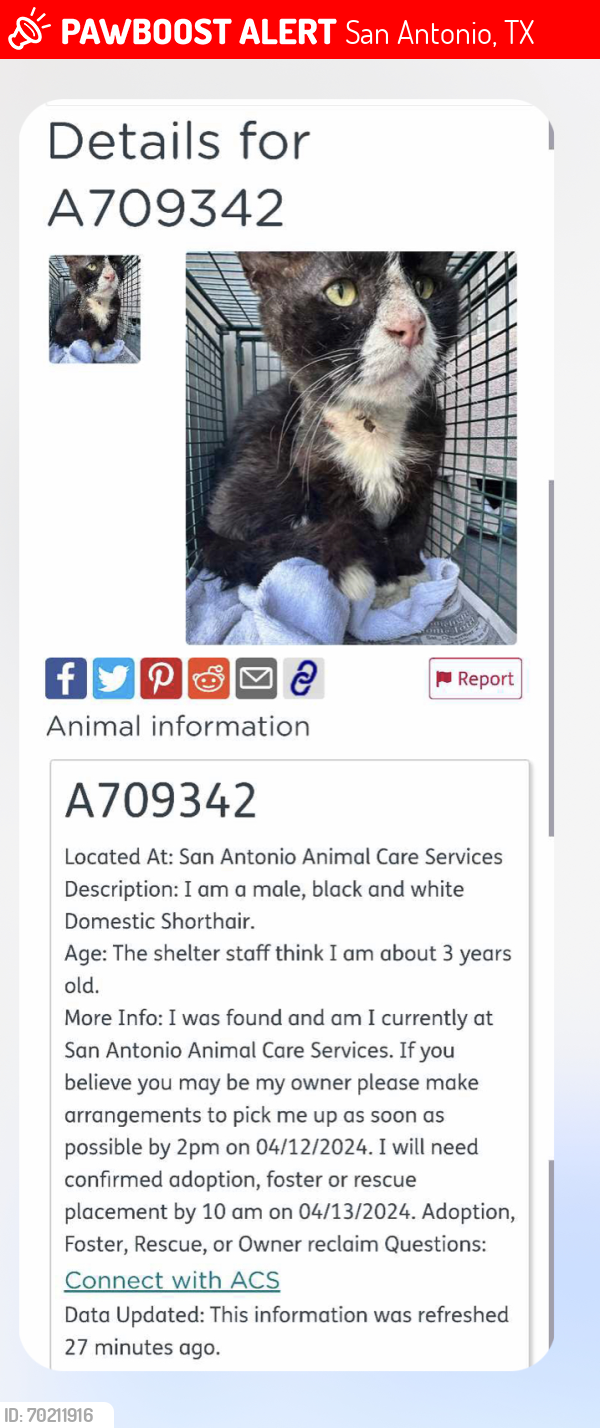 Lost Male Cat last seen Blanco rd apmt complex , San Antonio, TX 78216