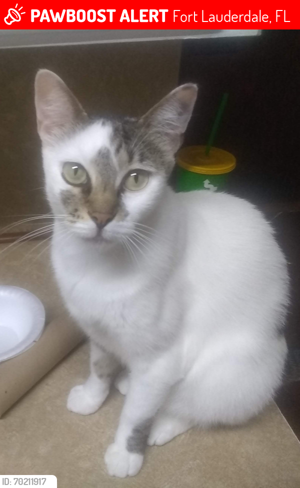 Lost Female Cat last seen SW 4th Ave sw 12th CT ft Lauderdale , Fort Lauderdale, FL 33315