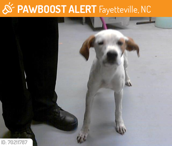 Shelter Stray Female Dog last seen Near BLOCK OLD WILMINGTON RD, FAYETTEVILLE NC 28301, Fayetteville, NC 28306