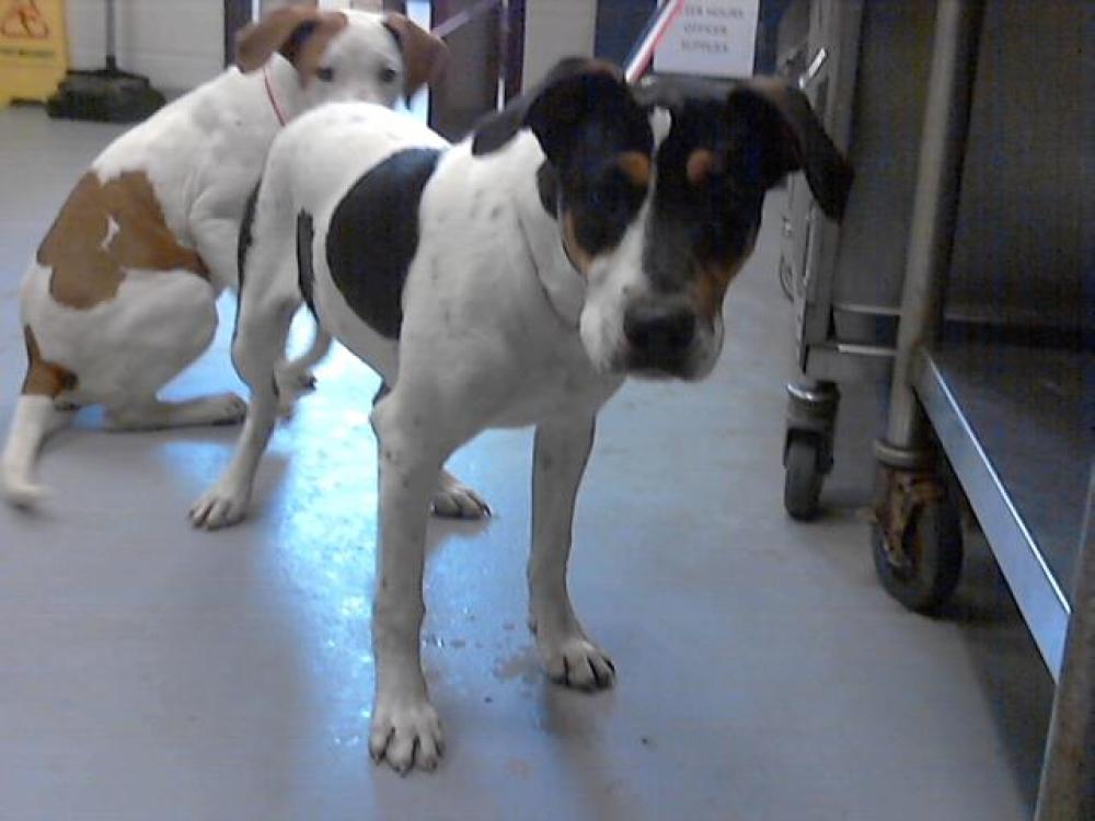 Shelter Stray Female Dog last seen Near BLOCK OLD WILMINGTON RD, FAYETTEVILLE NC 28301, Fayetteville, NC 28306