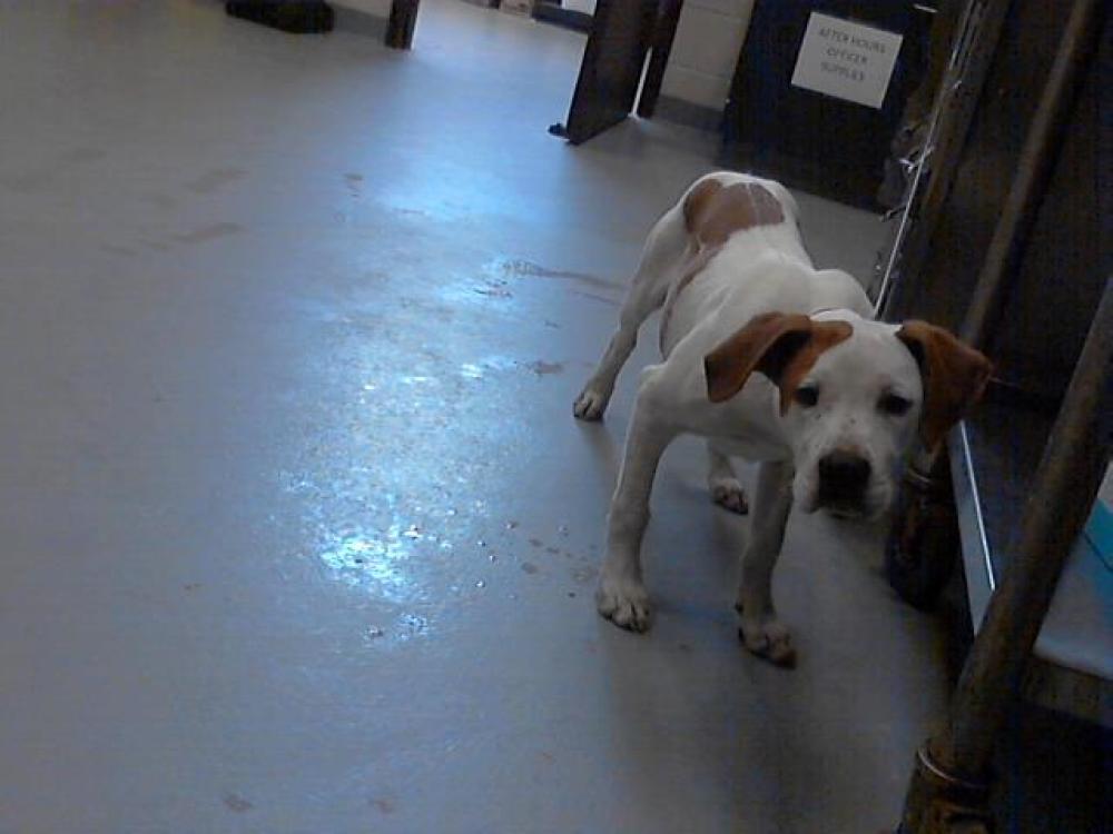 Shelter Stray Male Dog last seen Near BLOCK OLD WILMINGTON RD, FAYETTEVILLE NC 28301, Fayetteville, NC 28306