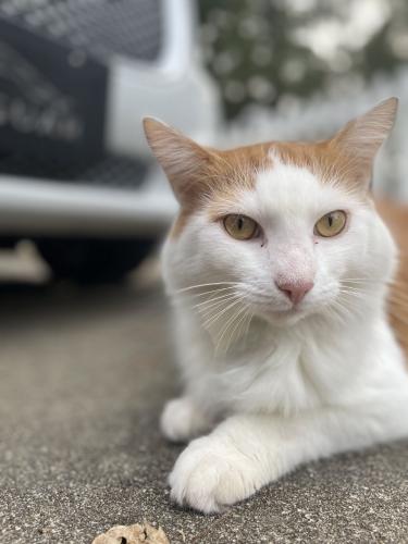 Lost Male Cat last seen North Basilica and Monte Sano Court, Hanahan, SC 29410