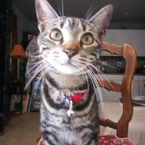 Lost Male Cat last seen 14th and Alexander , Houston, TX 77008