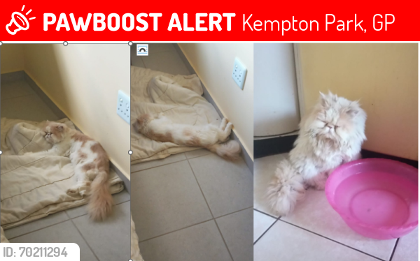 Lost Male Cat last seen https://maps.app.goo.gl/WtMo5FeHaEaUBoiV8, Kempton Park, GP 1619