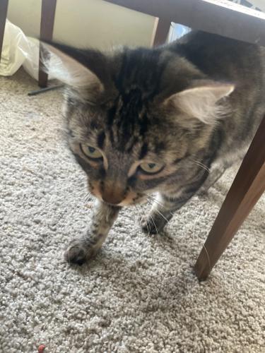 Lost Female Cat last seen Delridge , Seattle, WA 98106
