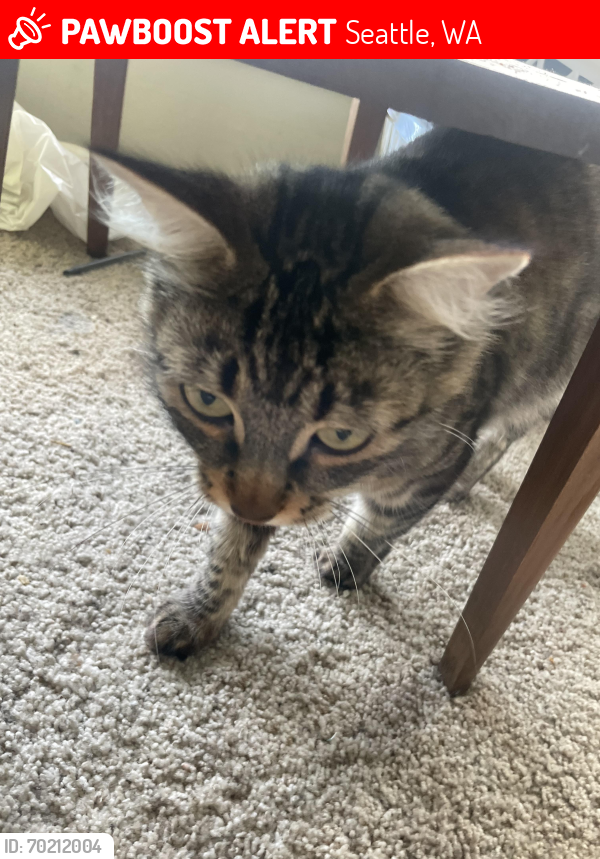 Lost Female Cat last seen Delridge , Seattle, WA 98106