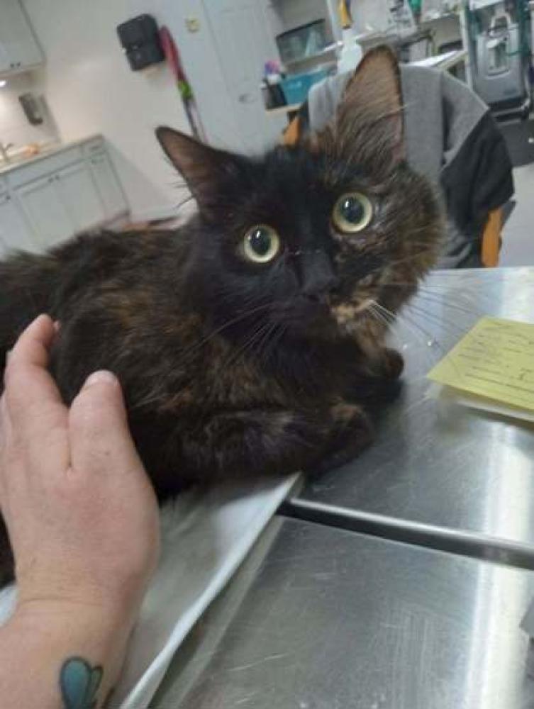Shelter Stray Female Cat last seen Carroll County, GA 30179, Carrollton, GA 30117
