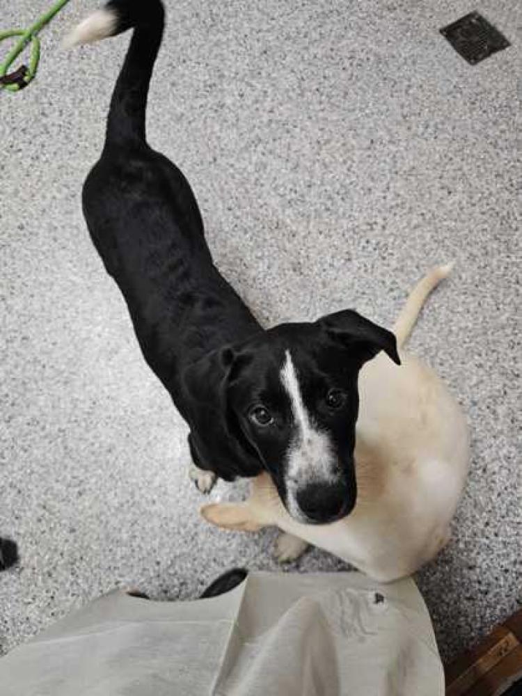 Shelter Stray Unknown Dog last seen Knoxville, TN 37920, Knoxville, TN 37919