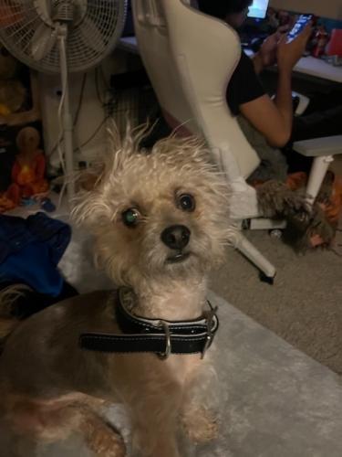 Lost Male Dog last seen Chestnut and 4th, Riverside, CA 92501