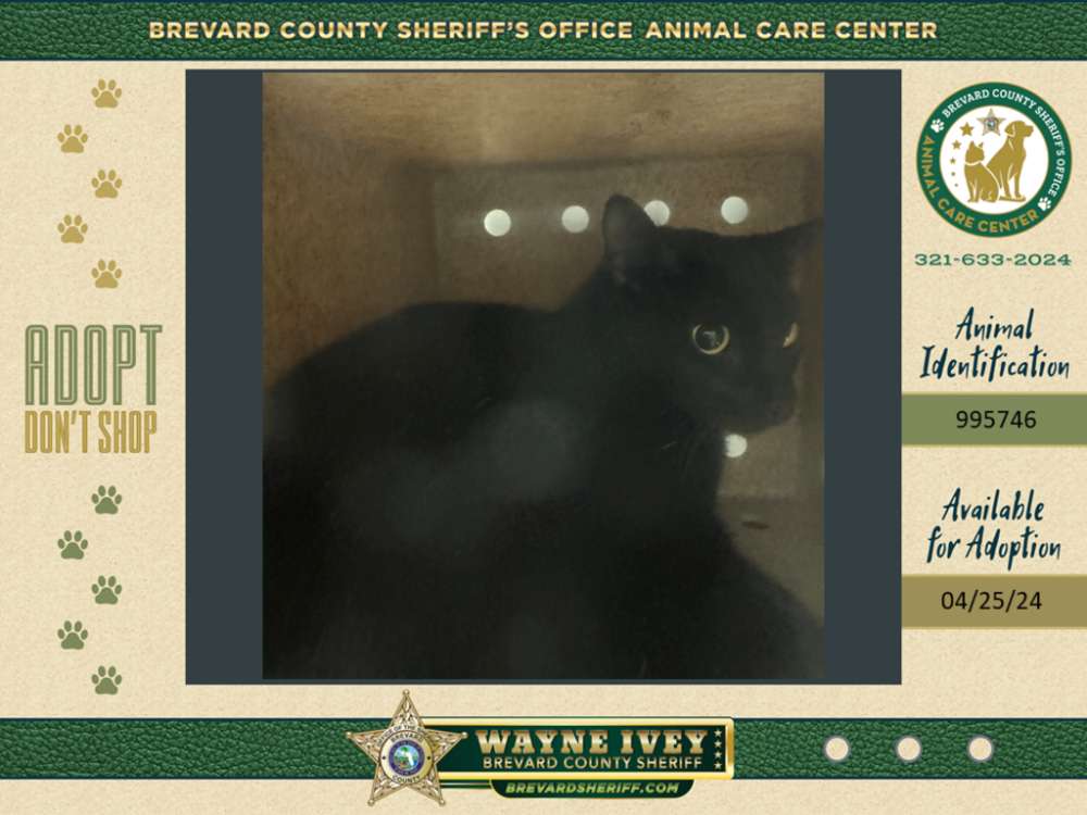 Shelter Stray Female Cat last seen Near Yale Lane, COCOA, FL, 32922, Melbourne, FL 32934