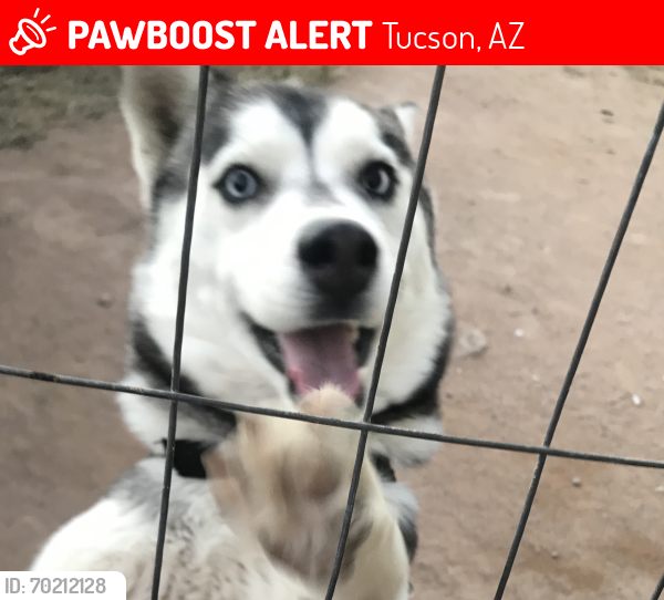 Lost Female Dog last seen Park and valencia, Tucson, AZ 85706