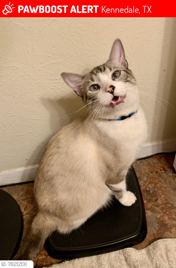Lost Male Cat last seen 4th street & north road , Kennedale, TX 76060