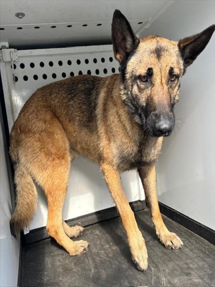 Shelter Stray Male Dog last seen Near BLK THORNER ST. BAKERSFIELD, CA, Bakersfield, CA 93307