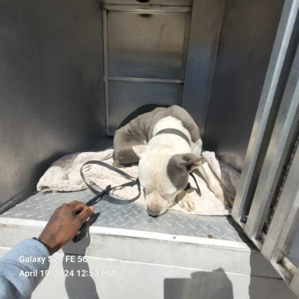 Shelter Stray Male Dog last seen Near BLOCK TIREMAN ST, DETROIT, MI, Detroit, MI 48211