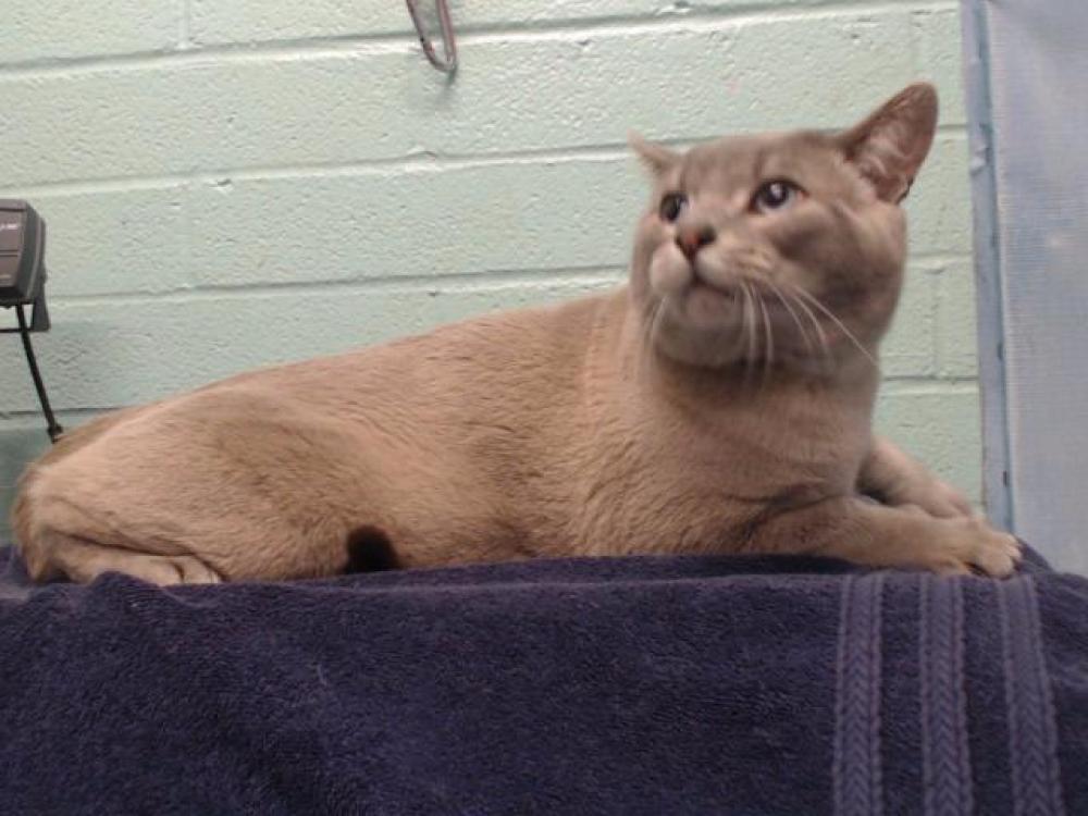 Shelter Stray Male Cat last seen , Gardena, CA 90248