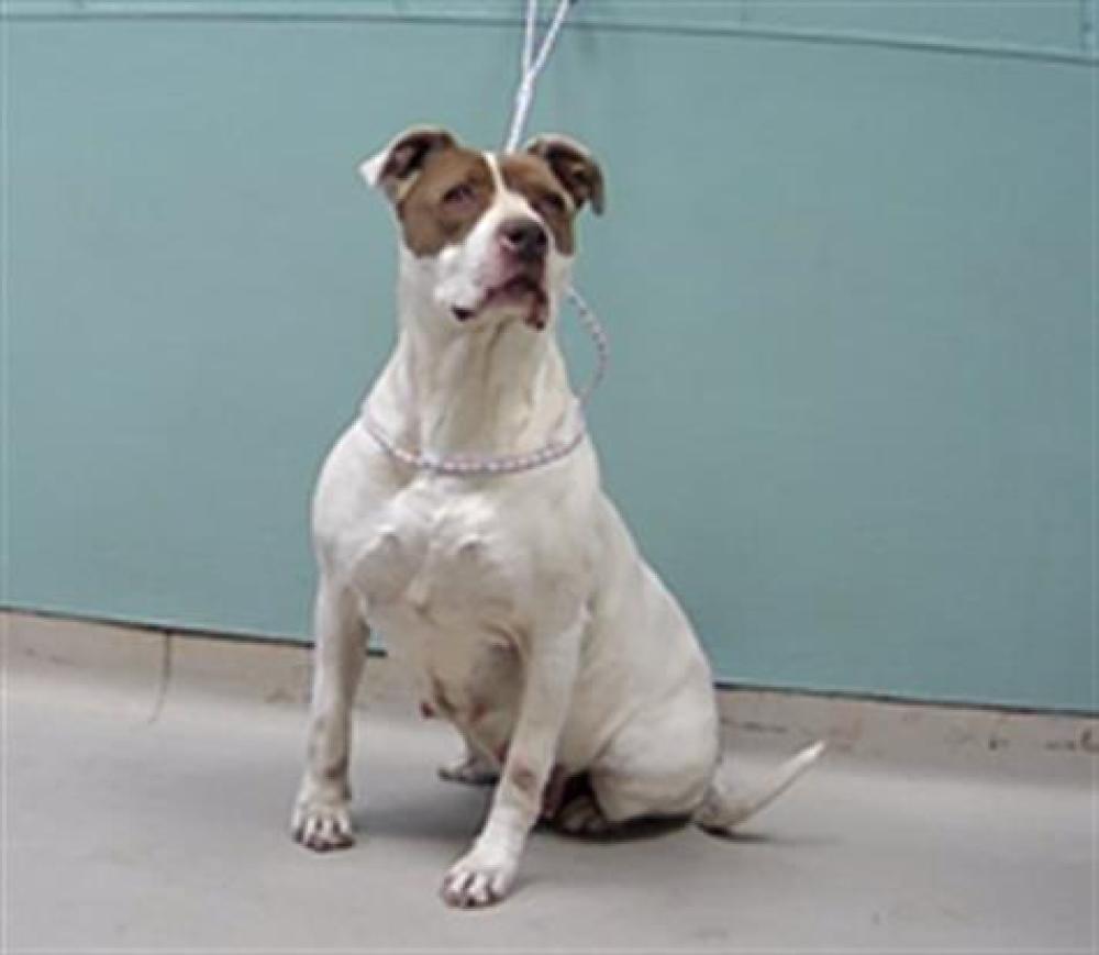 Shelter Stray Female Dog last seen Near BLOCK APPLEGATE DR, SUN VALLEY NV 89433, Reno, NV 89502