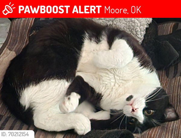 Lost Male Cat last seen Santa Fe and 6th st, Moore, OK 73160
