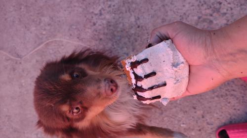 Lost Male Dog last seen Atlas y Titanic Ave., El Paso, TX 79904
