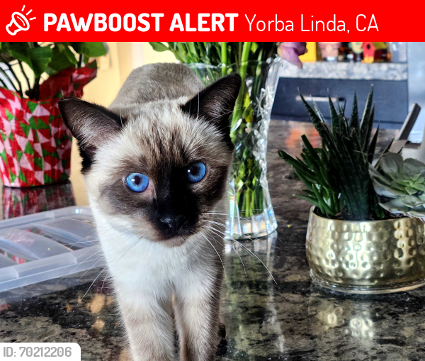 Lost Female Cat last seen Near Big Horn Mountain Way.  Yorba Linda , Yorba Linda, CA 92887