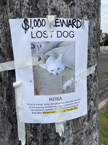 Lost Female Dog last seen Camino Nuevo school, Los Angeles, CA 90006