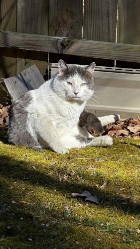 Lost Male Cat last seen Behind Petvet on Patton , Asheville, NC 28806