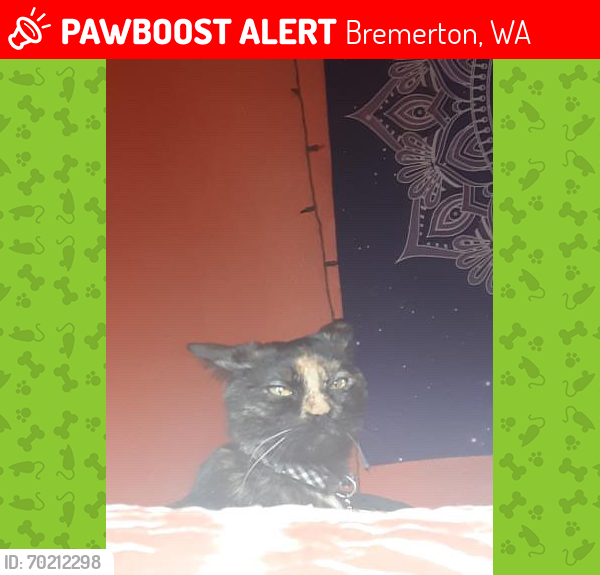Lost Female Cat last seen Safeway downtown bremerton , Bremerton, WA 98312
