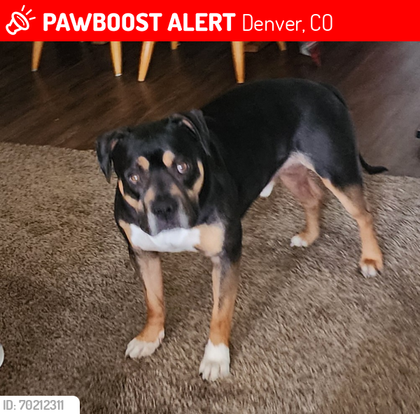 Lost Male Dog last seen Near 61st st denver co, Denver, CO 80238