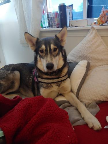 Lost Male Dog last seen I was inform he might be at the shelter, Kearns, UT 84118