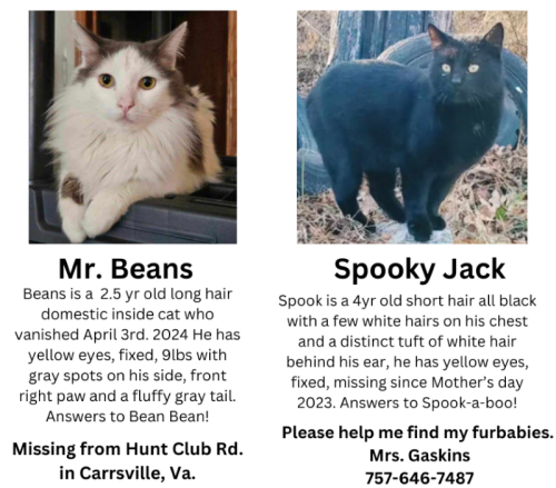 Lost Male Cat last seen Carrsville, Virginia, Carrsville, VA 23315