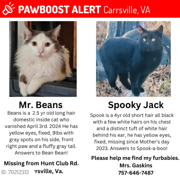 Lost Male Cat last seen Carrsville, Virginia, Carrsville, VA 23315