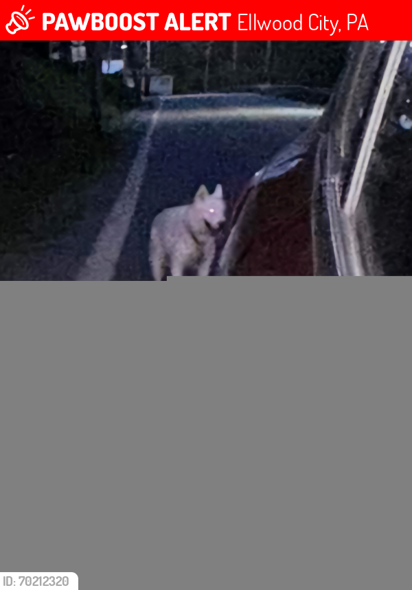 Lost Female Dog last seen Wampum avenue edward city, Ellwood City, PA 16117