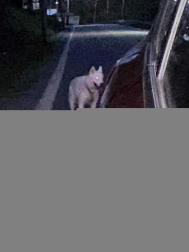 Lost Female Dog last seen Wampum avenue edward city, Ellwood City, PA 16117