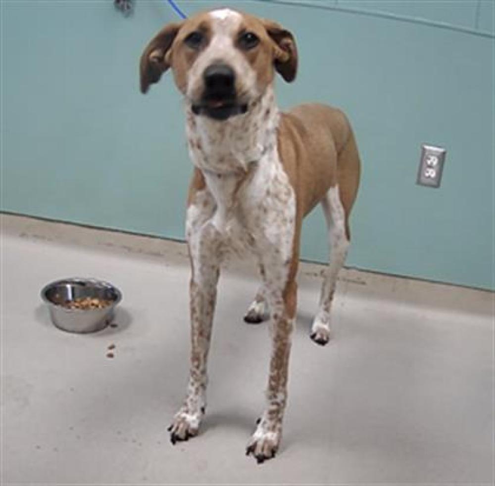Shelter Stray Female Dog last seen Near BLOCK W 5TH ST, RENO NV 89503, Reno, NV 89502