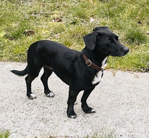 Lost Male Dog last seen 47th and Hudson, Vancouver, BC 