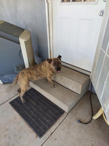 Lost Female Dog last seen 10th st and Dunlap, Phoenix, AZ 85020