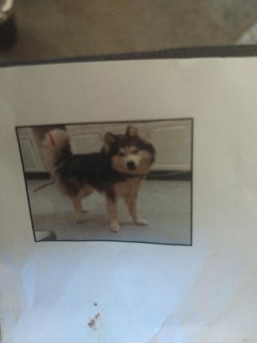 Lost Male Dog last seen Grand River , Detroit, MI 48204