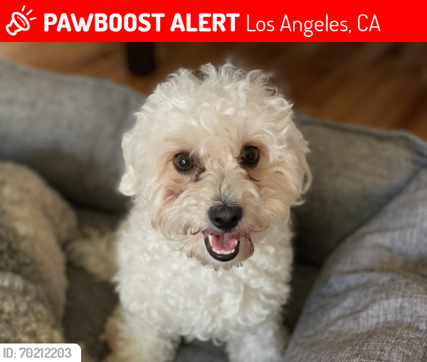 Lost Female Dog last seen Near St / Vermont Ave, Los Angeles, CA 90044