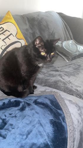 Lost Female Cat last seen Newhall Way and Edgewood Trace BlVD, Indianapolis, IN 46239